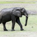 BWA NW Chobe 2016DEC04 NP 055 : 2016, 2016 - African Adventures, Africa, Botswana, Chobe National Park, Date, December, Month, Northwest, Places, Southern, Trips, Year